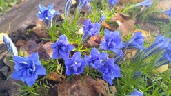 Gentiana sino-ornata 'Eugens Allerbester' Hiina emajuur